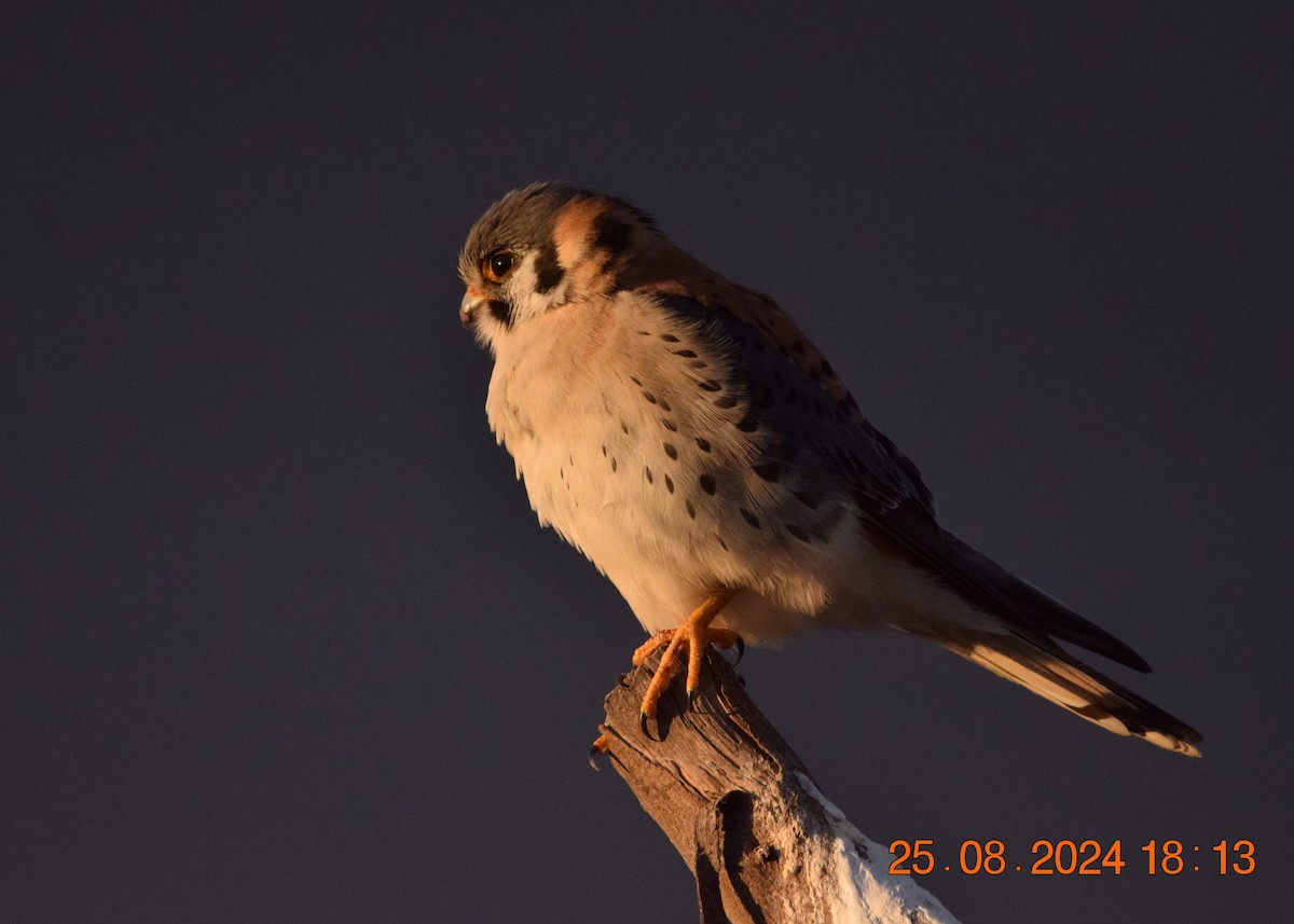 American Kestrel - ML623191739