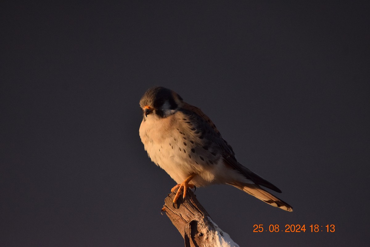 American Kestrel - ML623191743