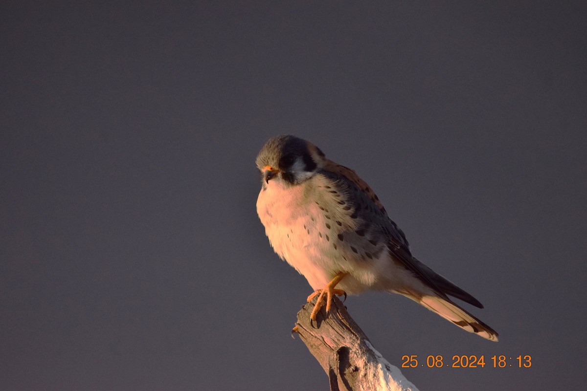 American Kestrel - ML623191744