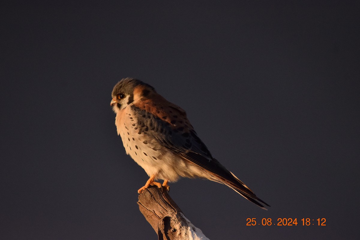 American Kestrel - ML623191745