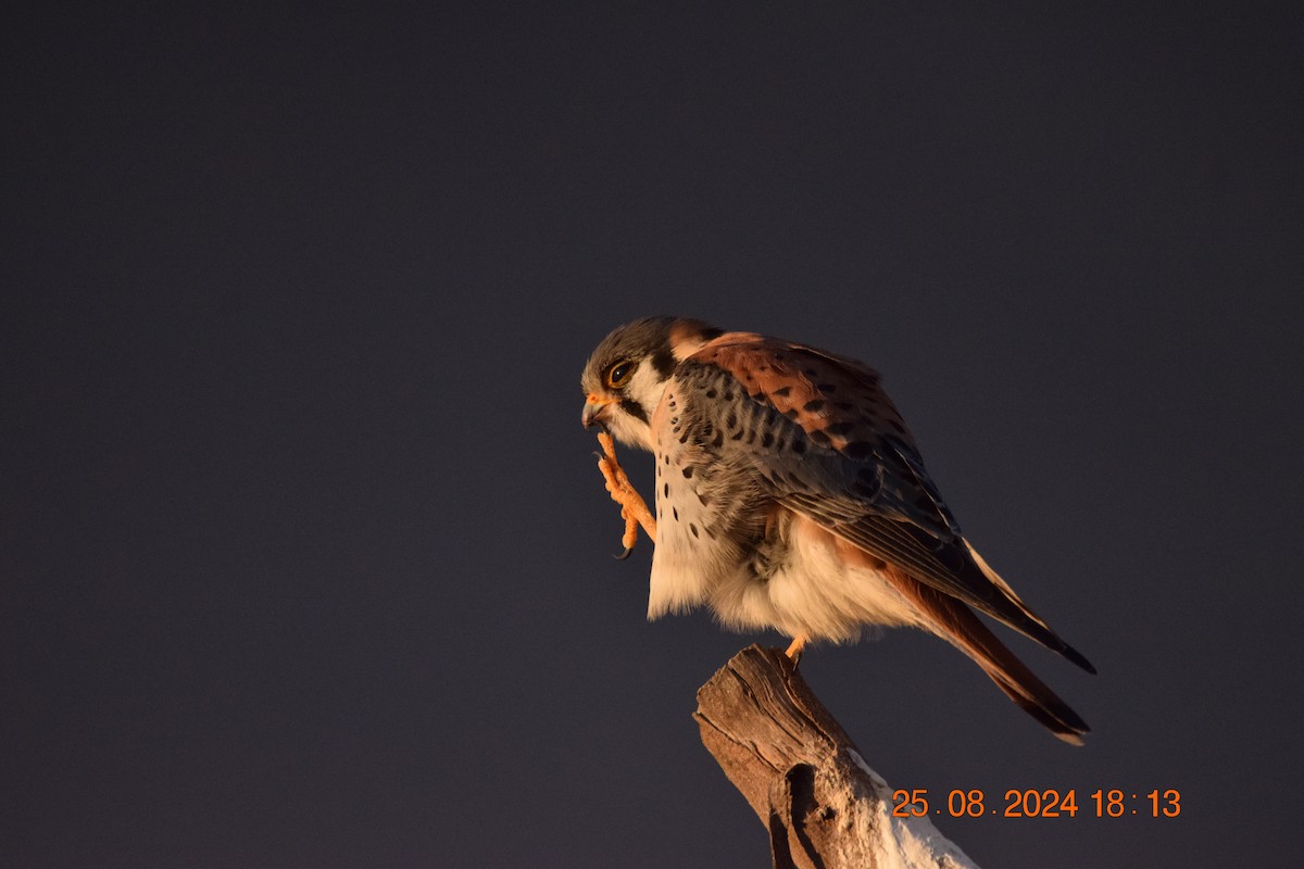 American Kestrel - ML623191746