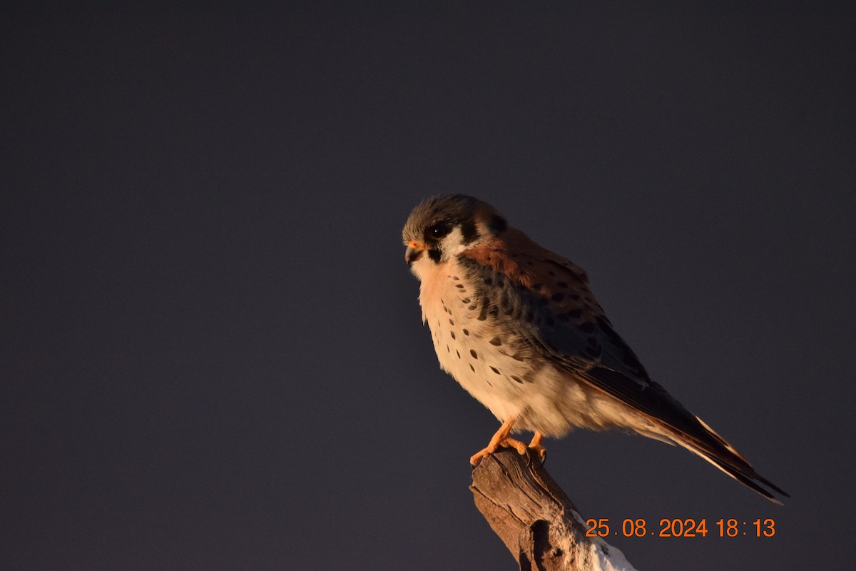 American Kestrel - ML623191747