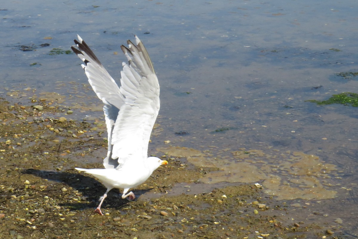 Herring Gull (American) - ML623191773