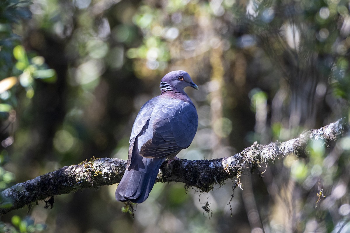 Sri Lanka Wood-Pigeon - ML623191834