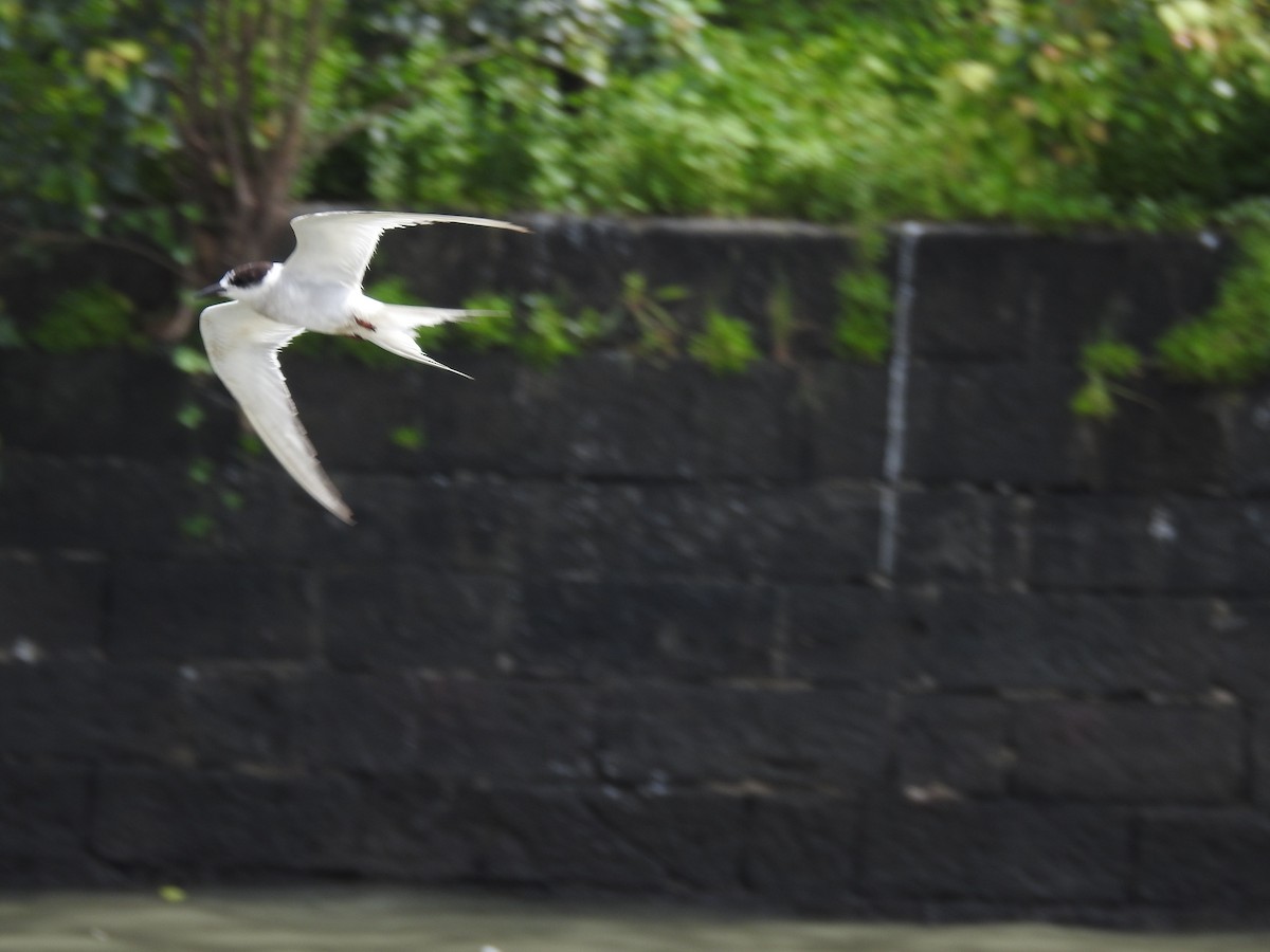 Arctic Tern - ML623191982