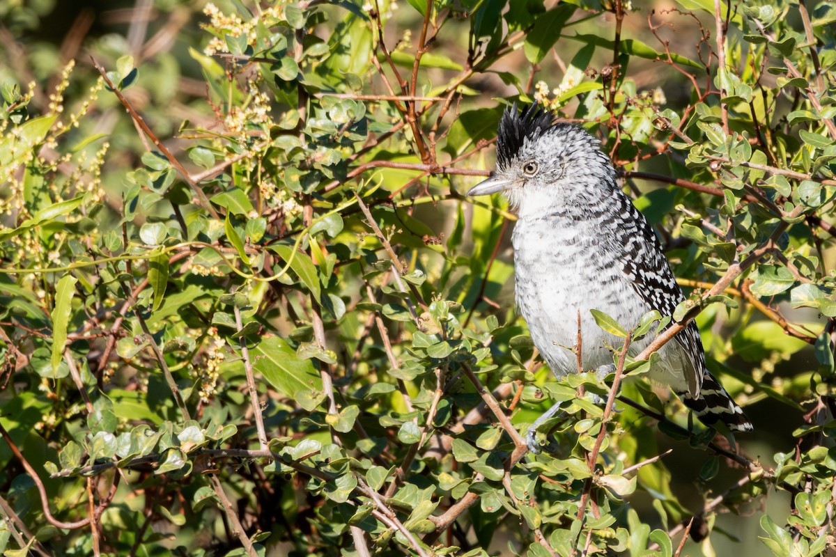 Barred Antshrike - ML623191987