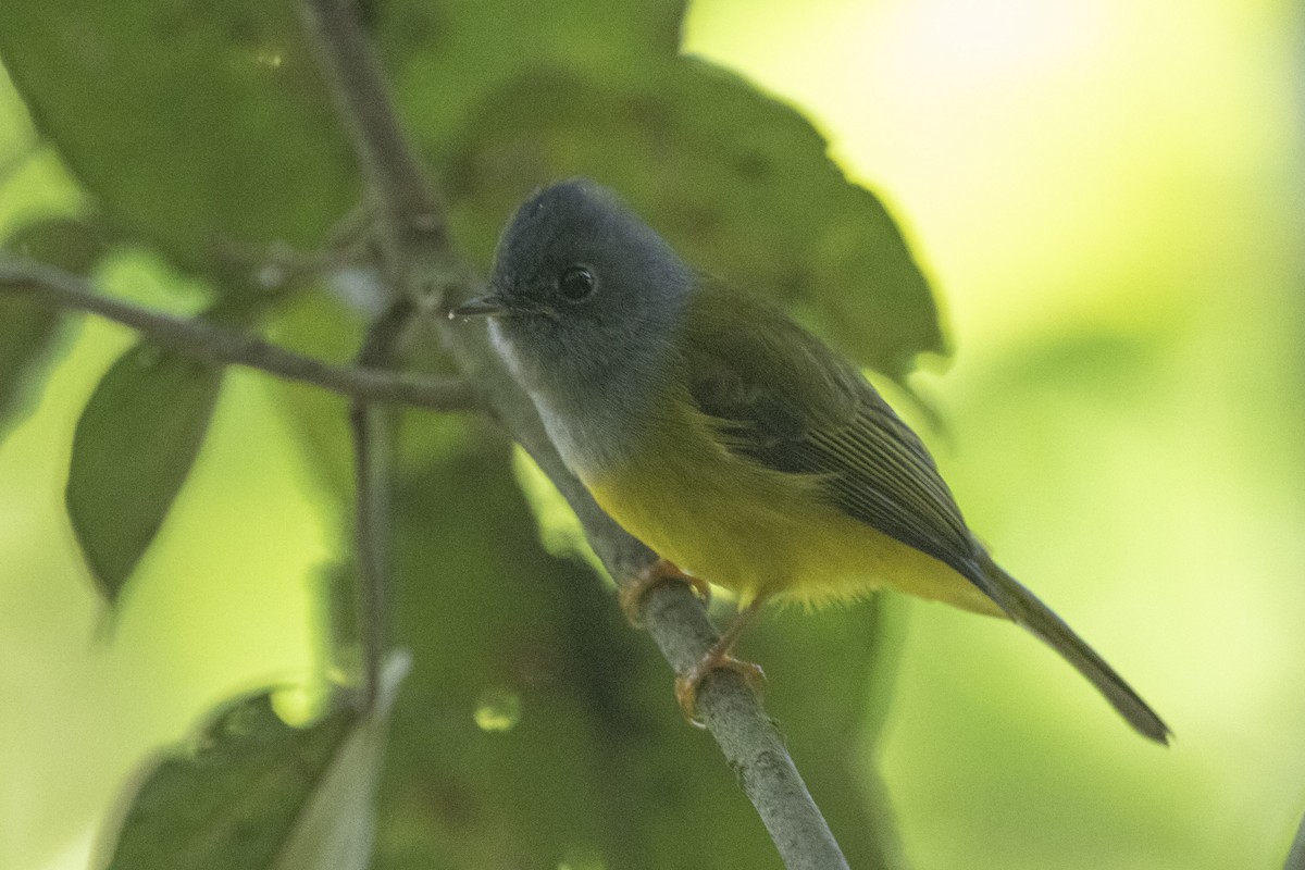 Gray-headed Canary-Flycatcher - ML623192033