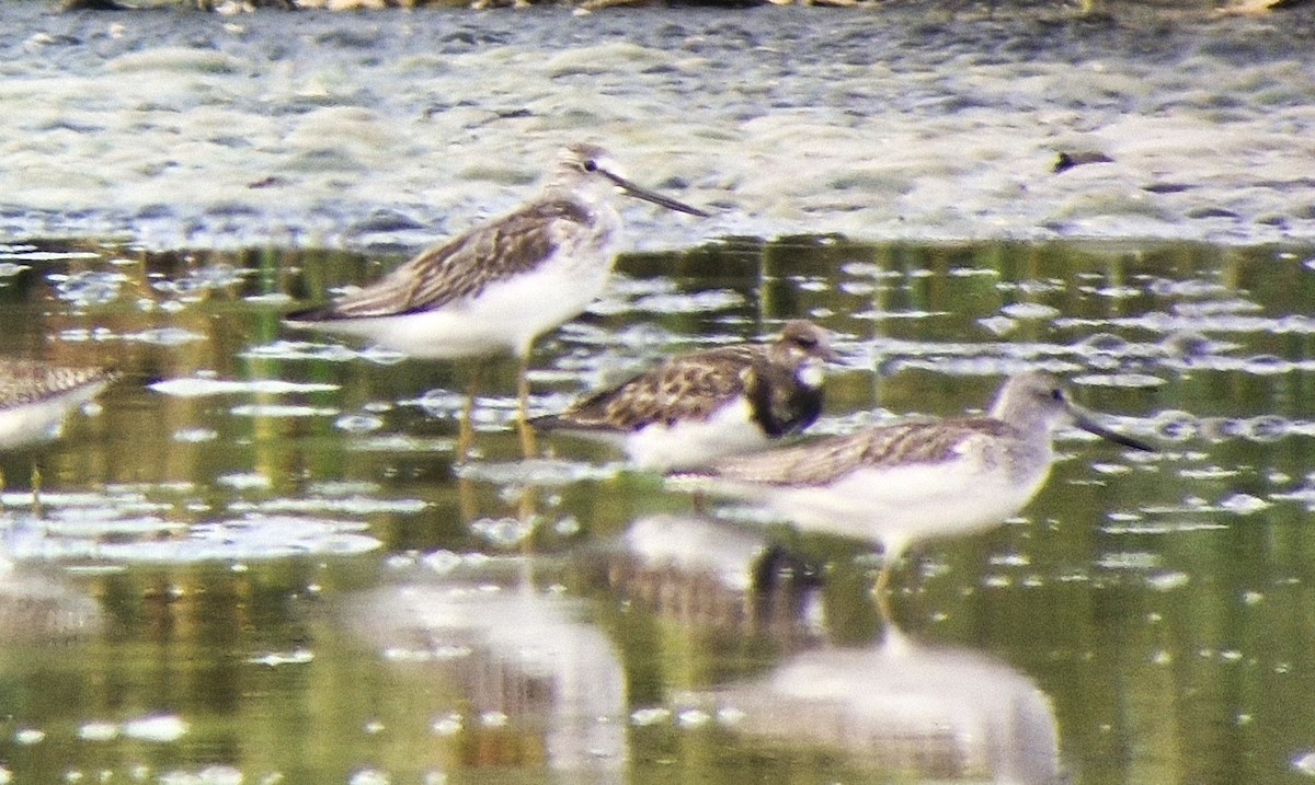 Ruddy Turnstone - ML623192038