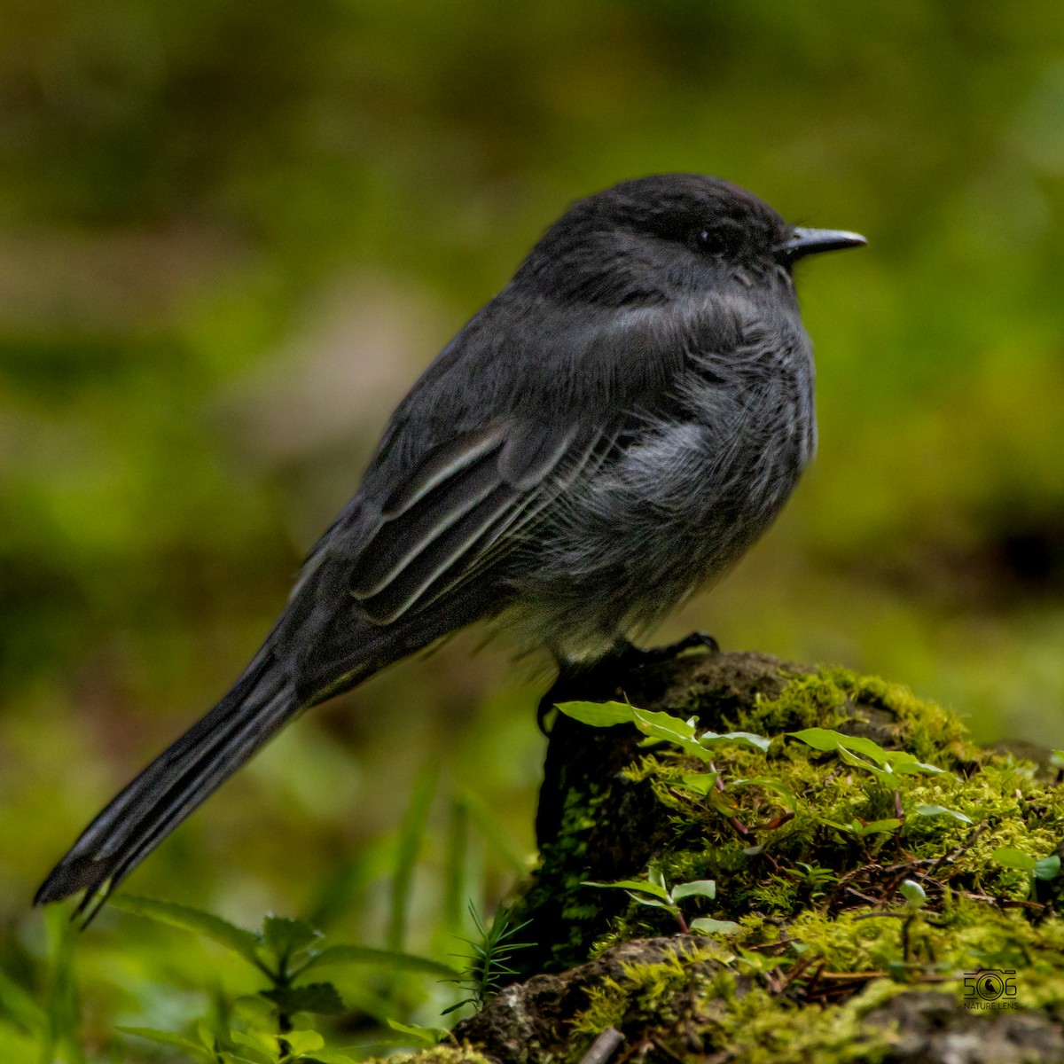 Dark Pewee - ML623192055