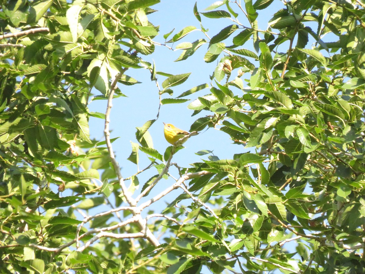 Prairie Warbler - Eric  Newton