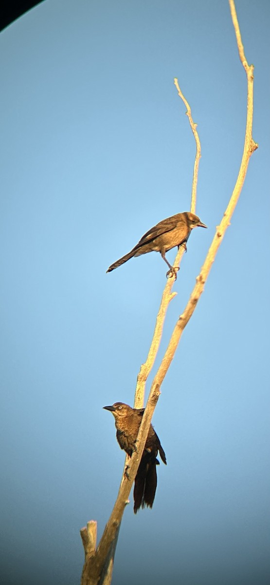 Great-tailed Grackle - ML623192142