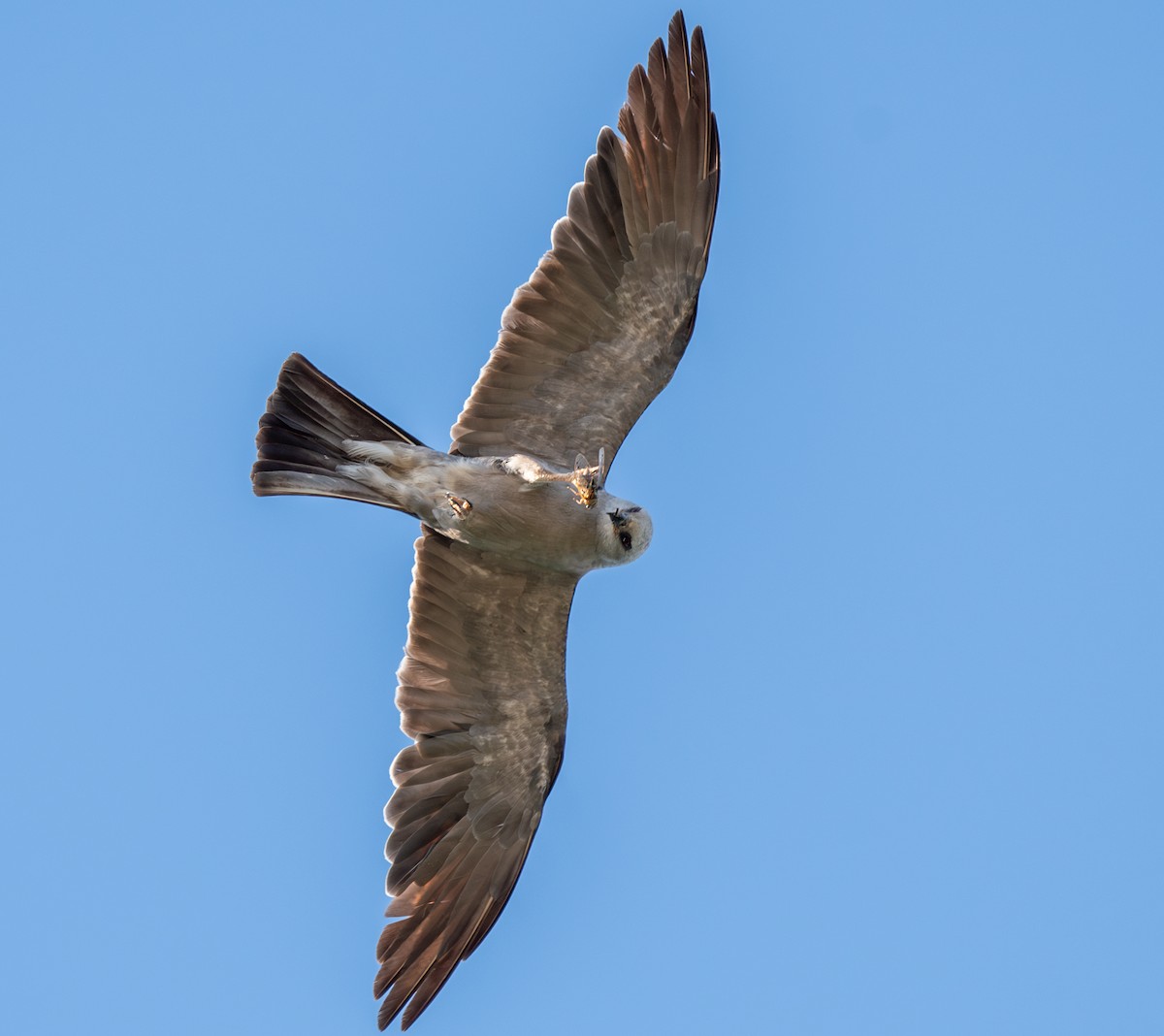 Mississippi Kite - ML623192144