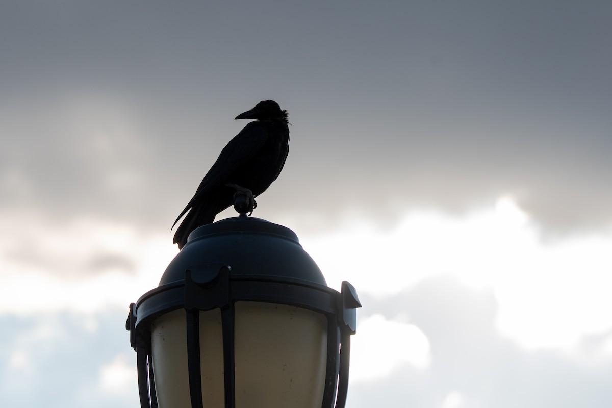 American Crow - ML623192155