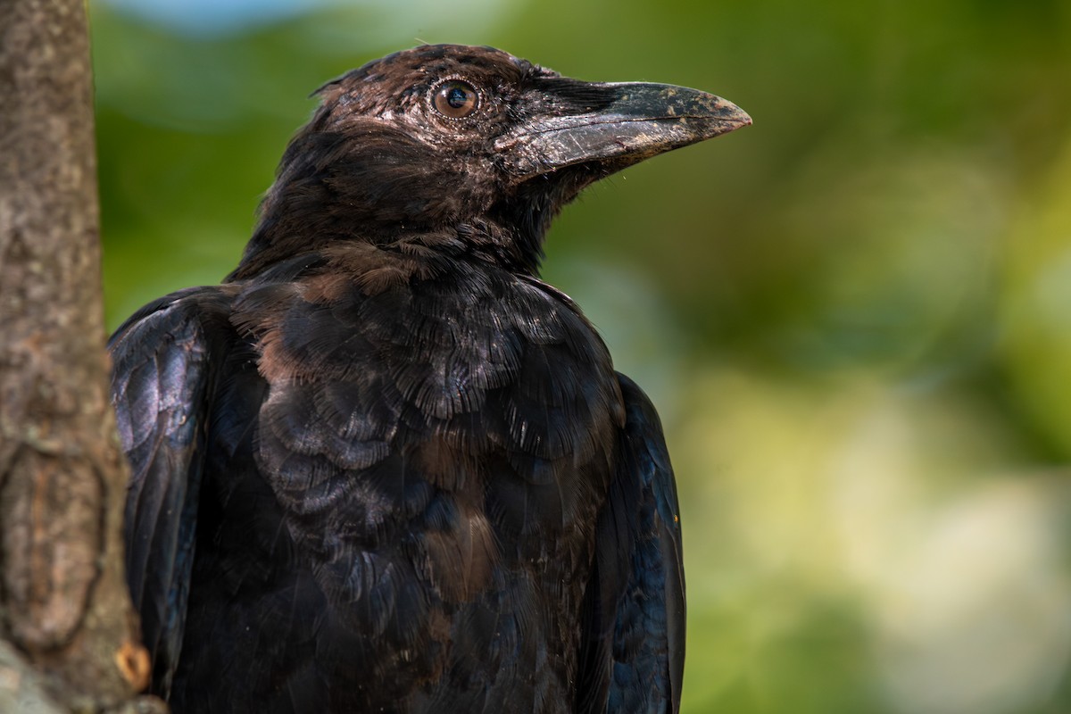 American Crow - ML623192156