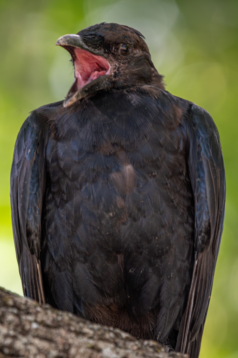 American Crow - ML623192157