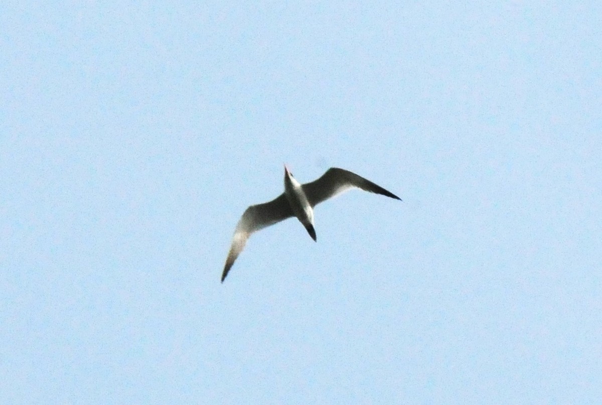 Caspian Tern - ML623192202