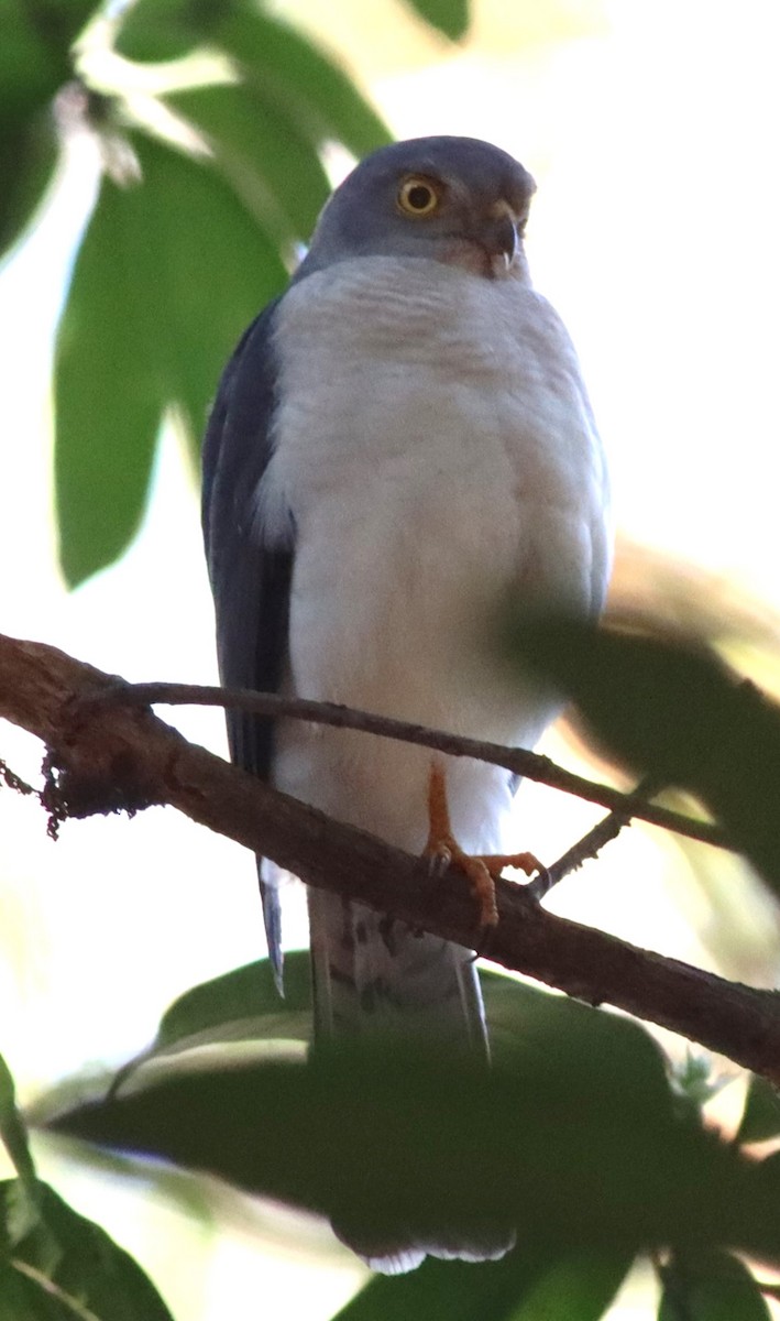 Frances's Sparrowhawk - ML623192261