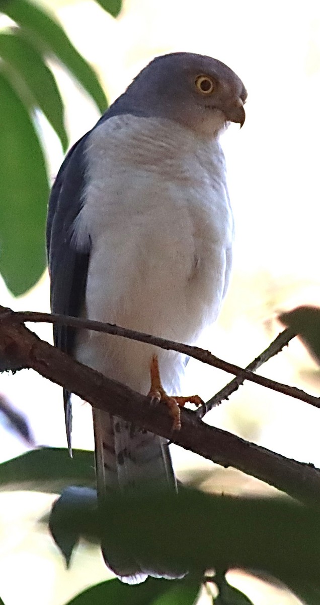 Frances's Sparrowhawk - ML623192262