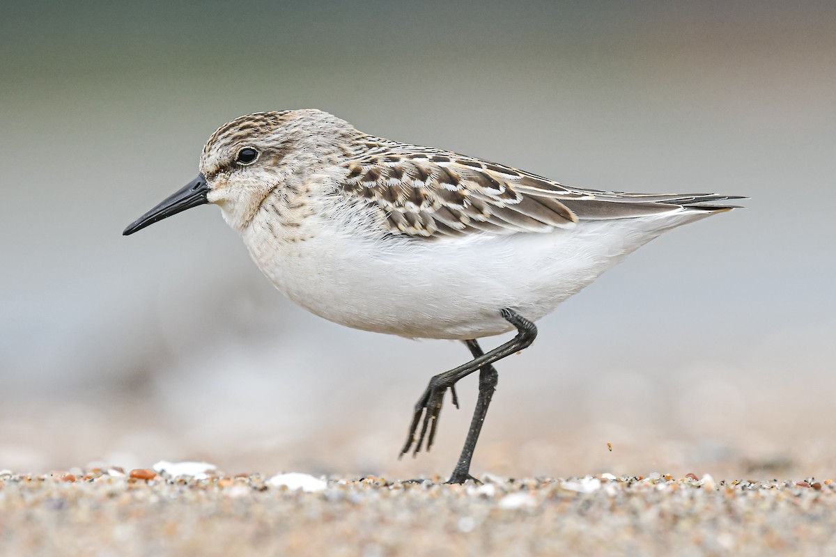 Semipalmated Sandpiper - ML623192305