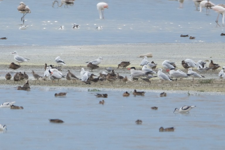Caspian Tern - ML623192312
