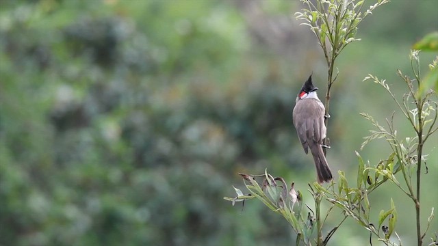 Red-whiskered Bulbul - ML623192316