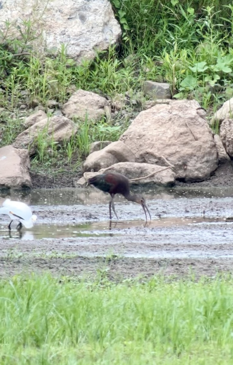 Glossy/White-faced Ibis - ML623192323