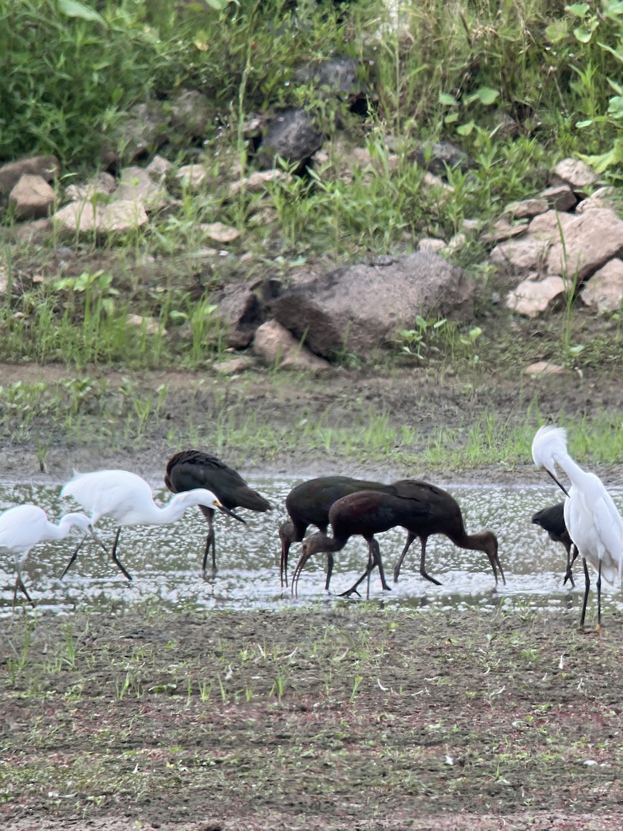 Glossy/White-faced Ibis - ML623192324