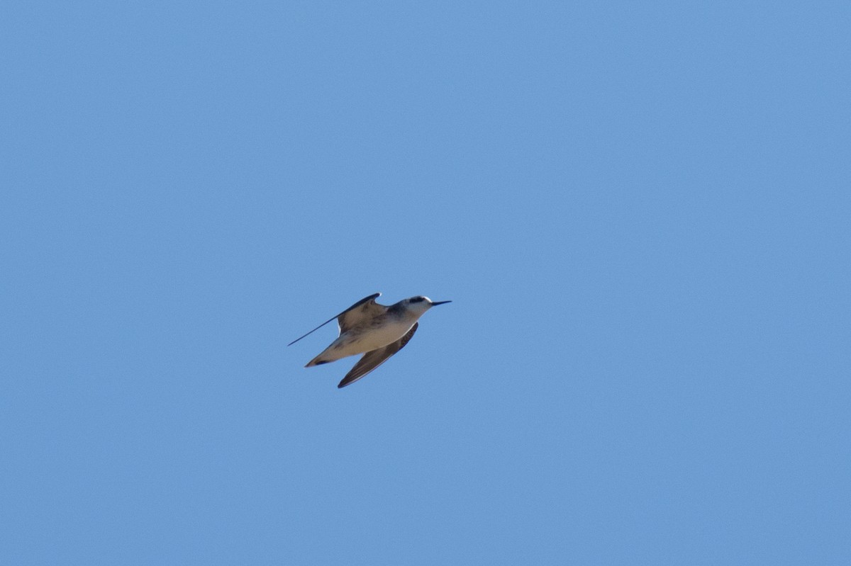 Phalarope à bec étroit - ML623192342