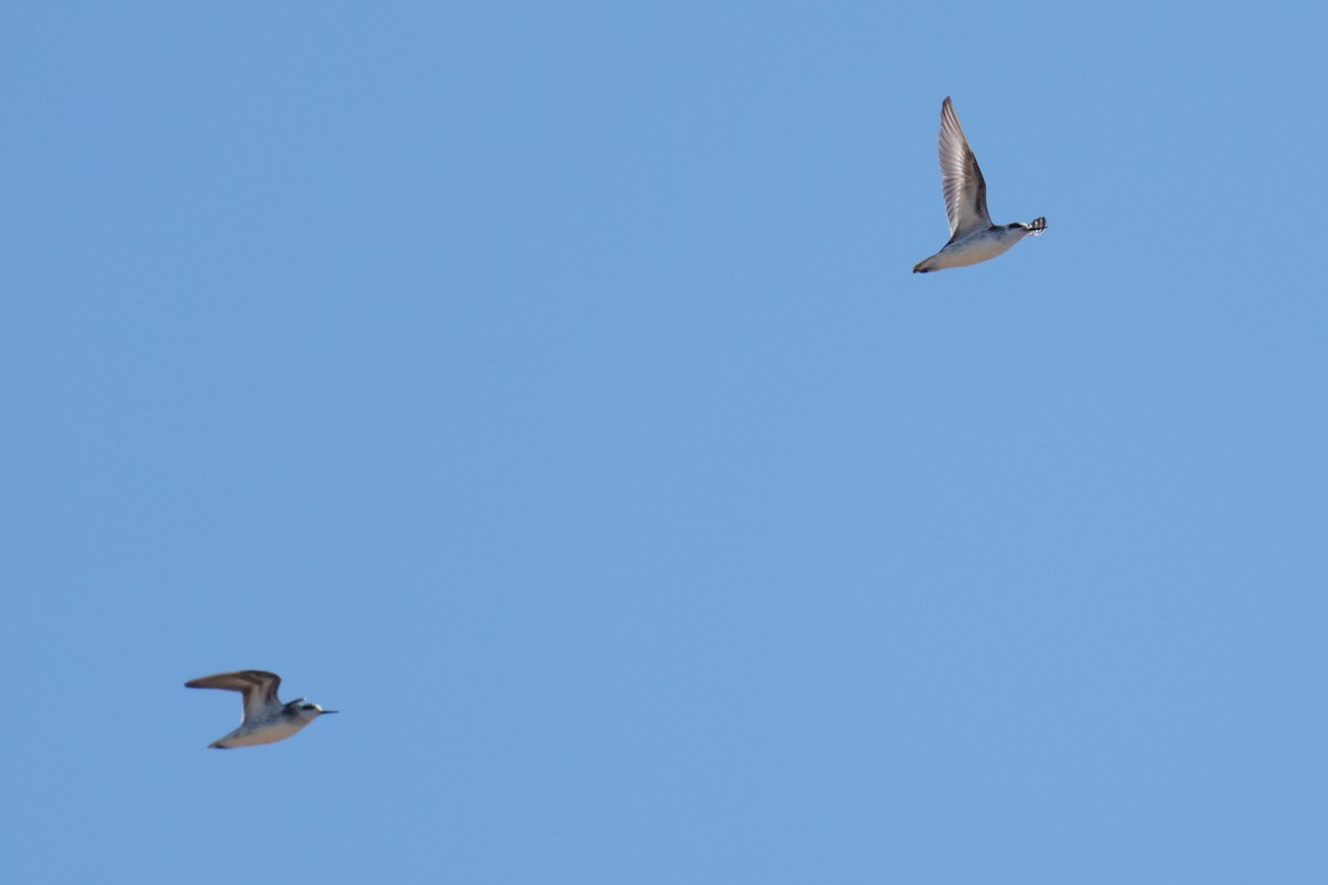 Phalarope à bec étroit - ML623192343