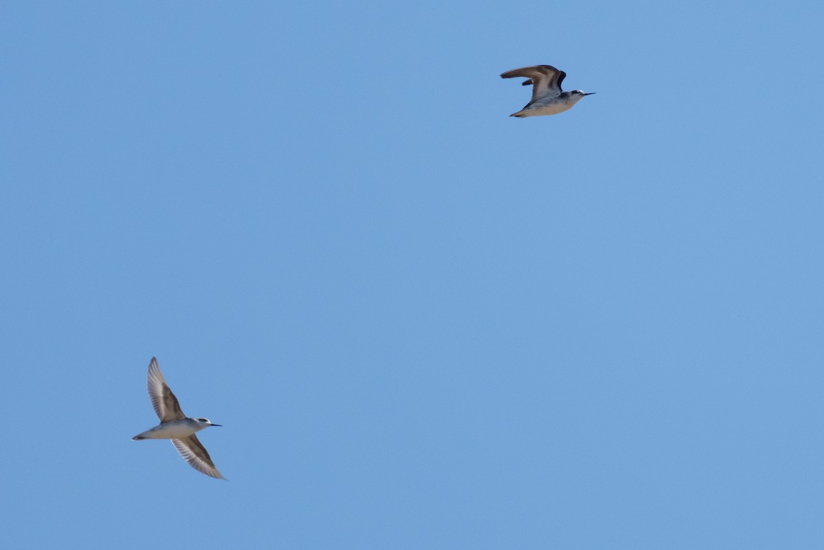 Phalarope à bec étroit - ML623192344