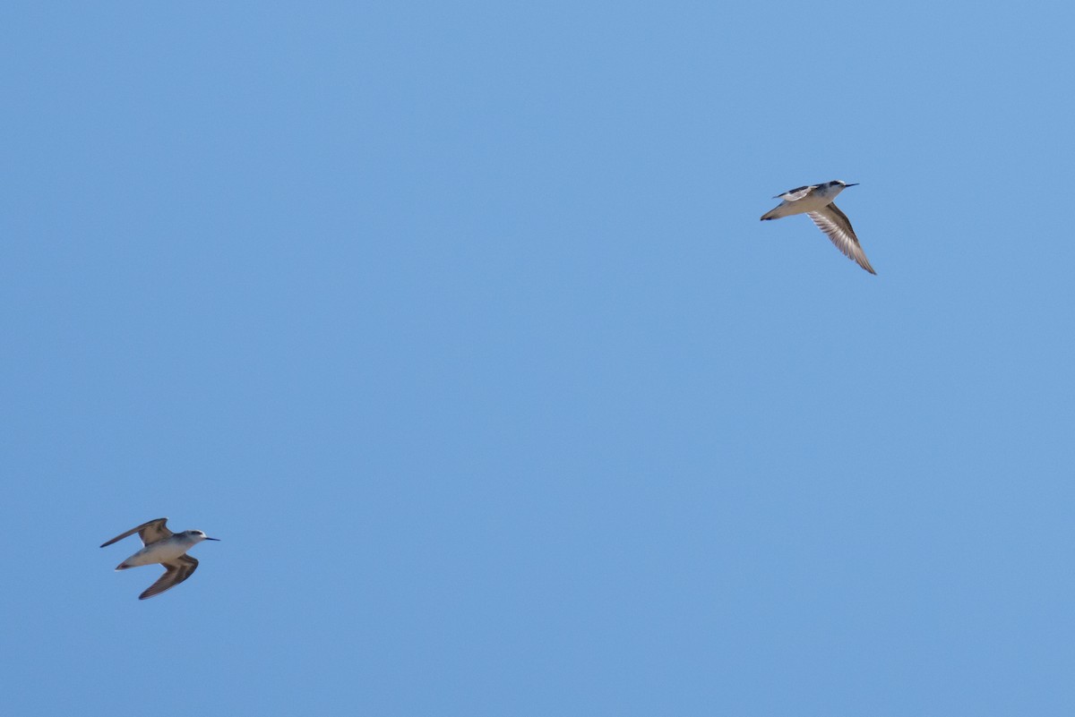 Phalarope à bec étroit - ML623192345