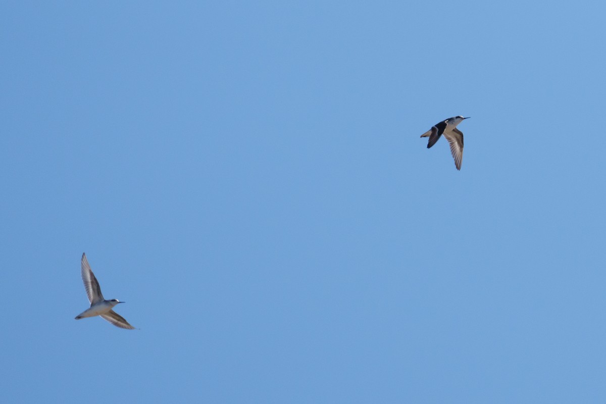 Phalarope à bec étroit - ML623192347