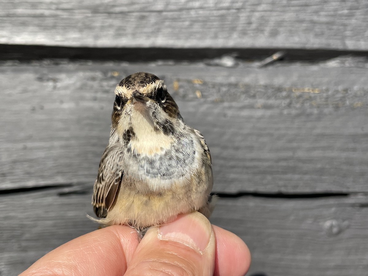 Blaukehlchen (Rotsterniges) - ML623192381