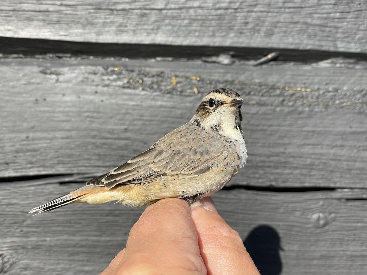 Blaukehlchen (Rotsterniges) - ML623192382