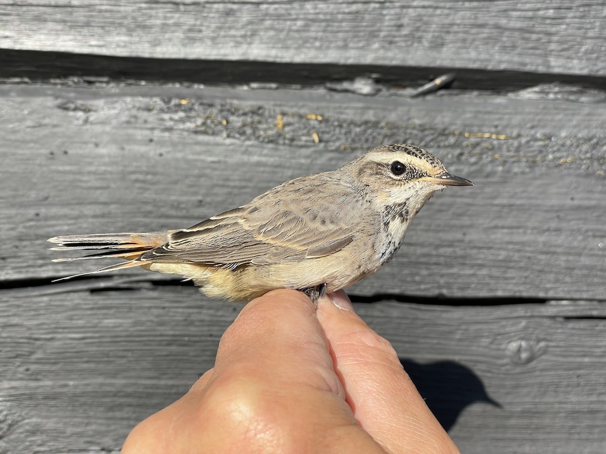 Blaukehlchen (Rotsterniges) - ML623192383