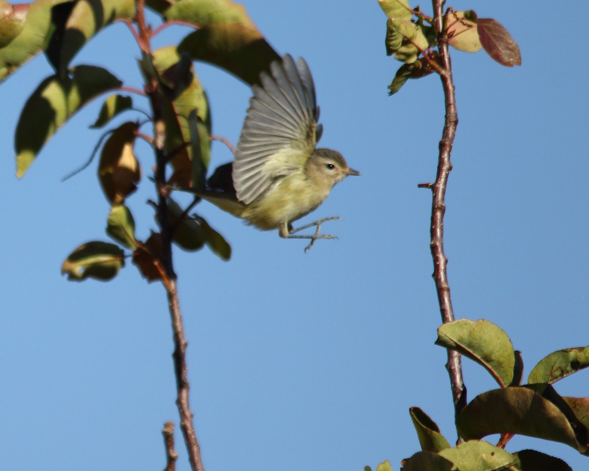 sangvireo - ML623192432