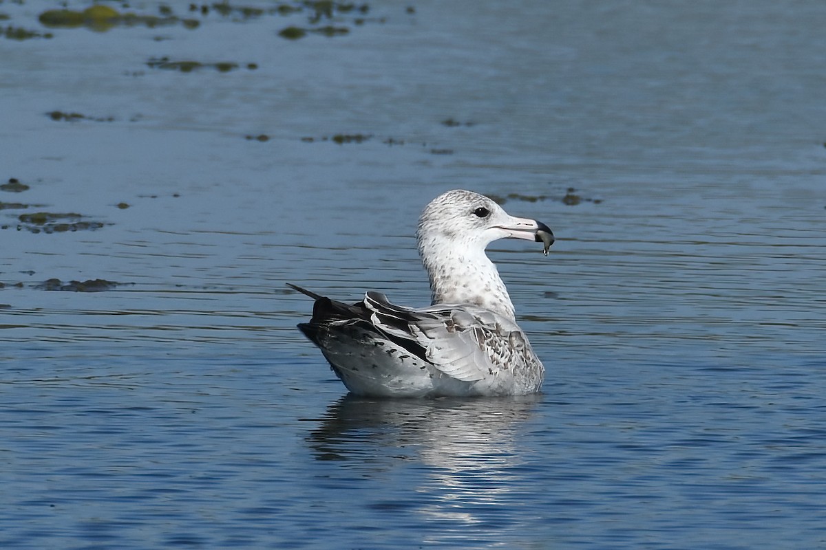 Ring-billed Gull - ML623192492