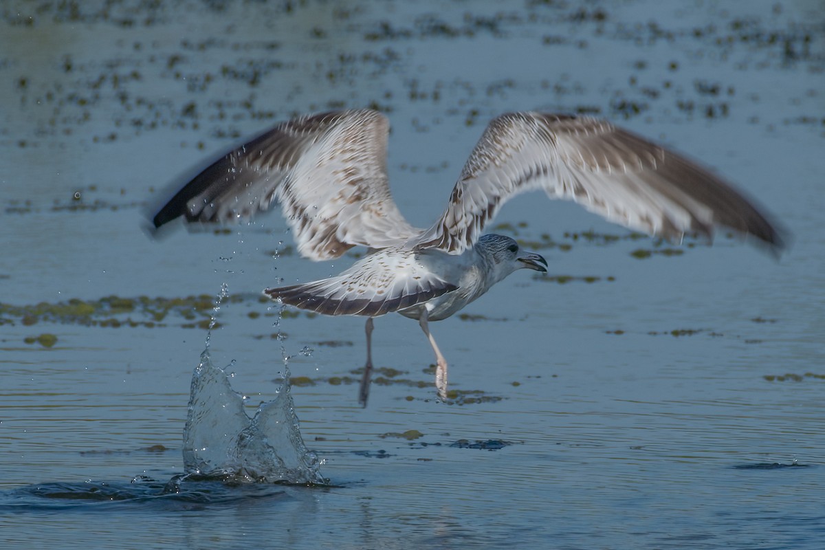 Ring-billed Gull - ML623192493