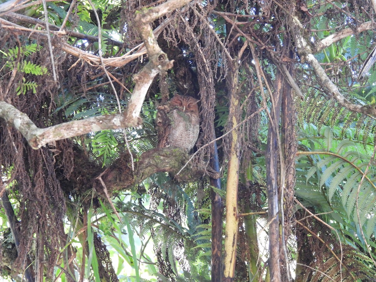 Middle American Screech-Owl - ML623192593