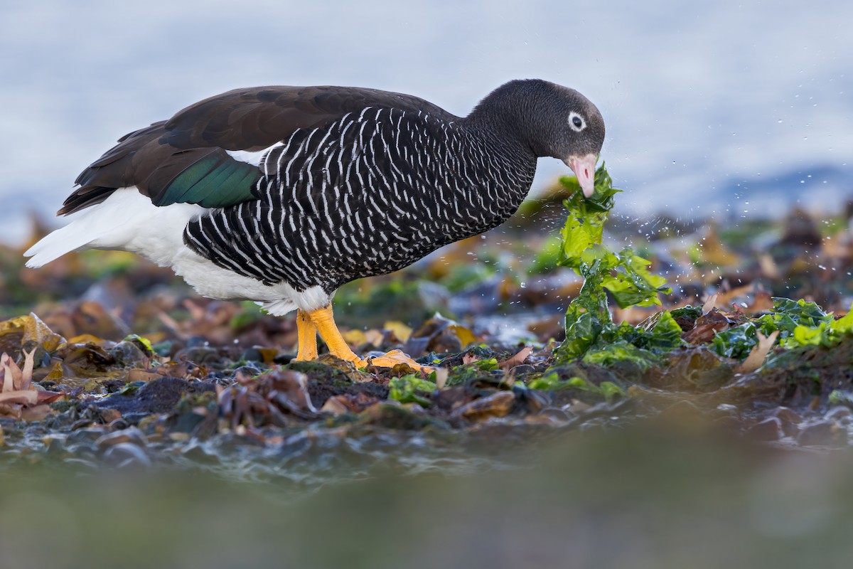 Kelp Goose - ML623192635