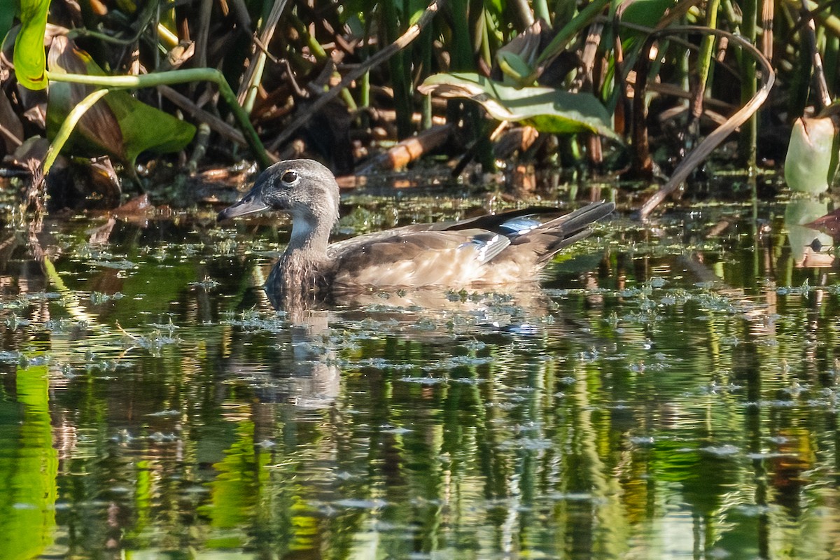 Wood Duck - ML623192674