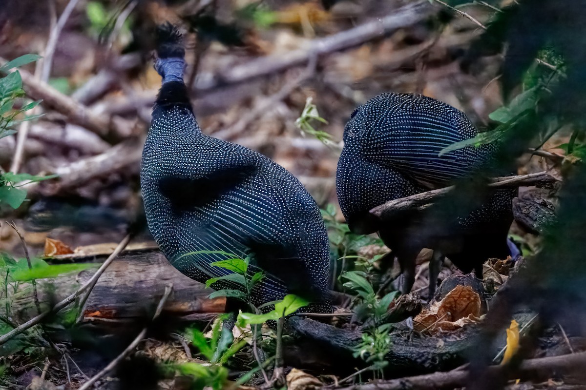 Eastern Crested Guineafowl - ML623192713