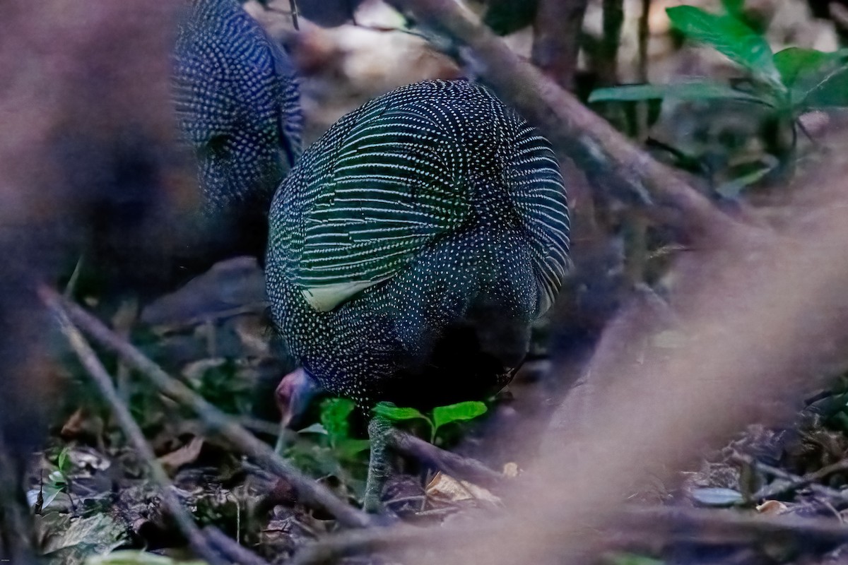 Eastern Crested Guineafowl - ML623192715