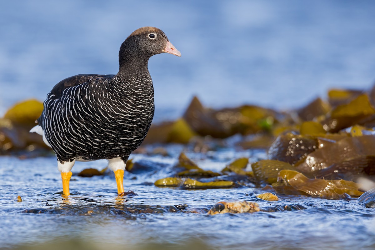 Kelp Goose - ML623192834