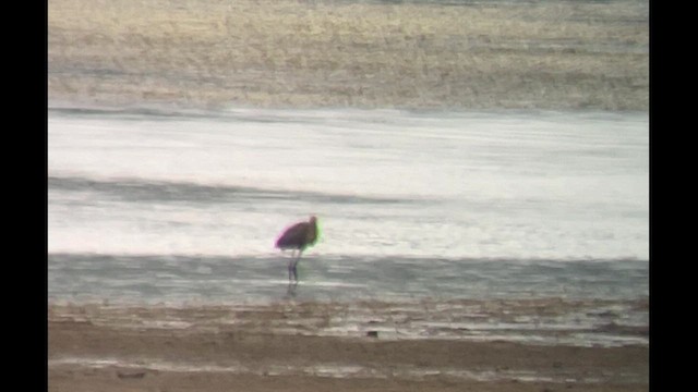 Reddish Egret - ML623192847