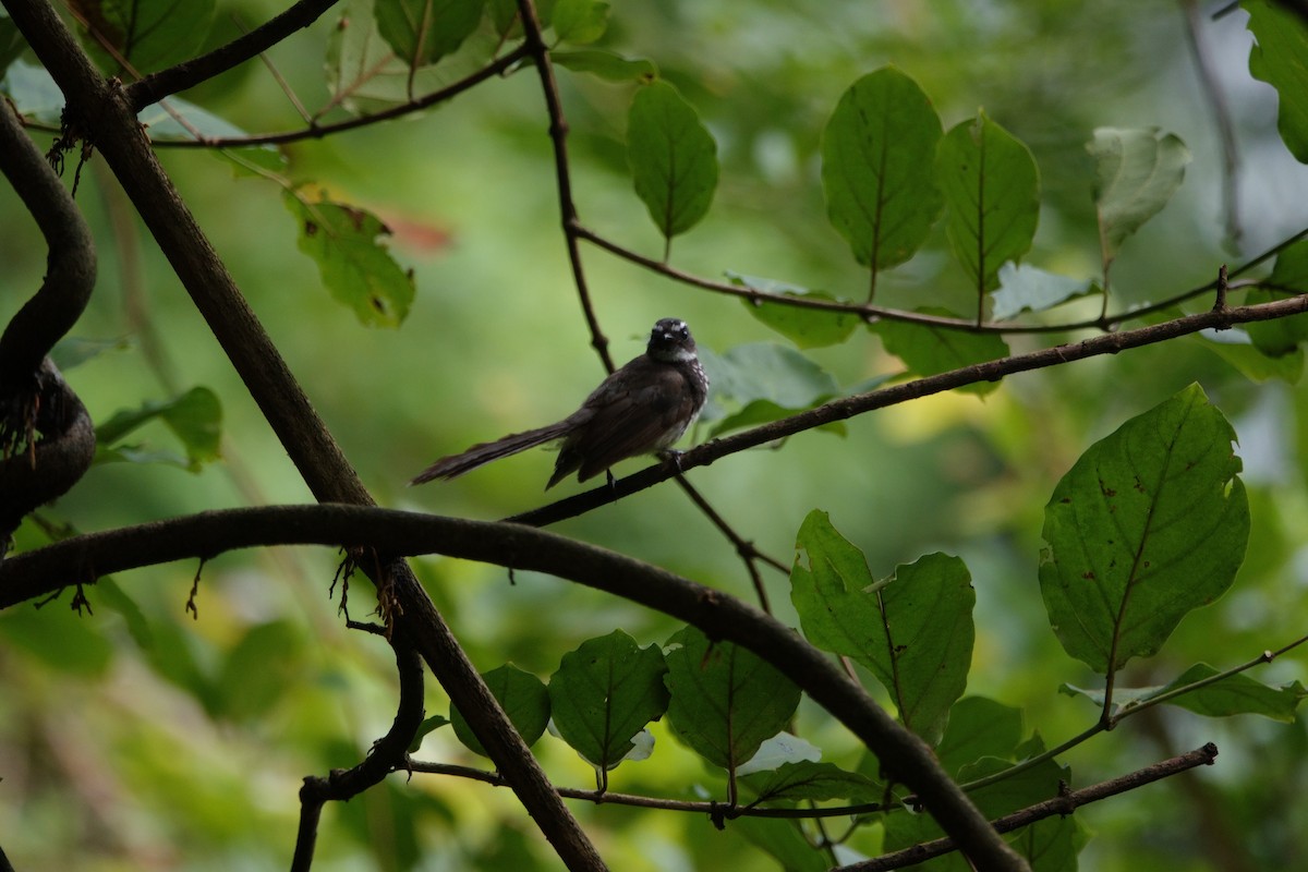 Spot-breasted Fantail - ML623192866