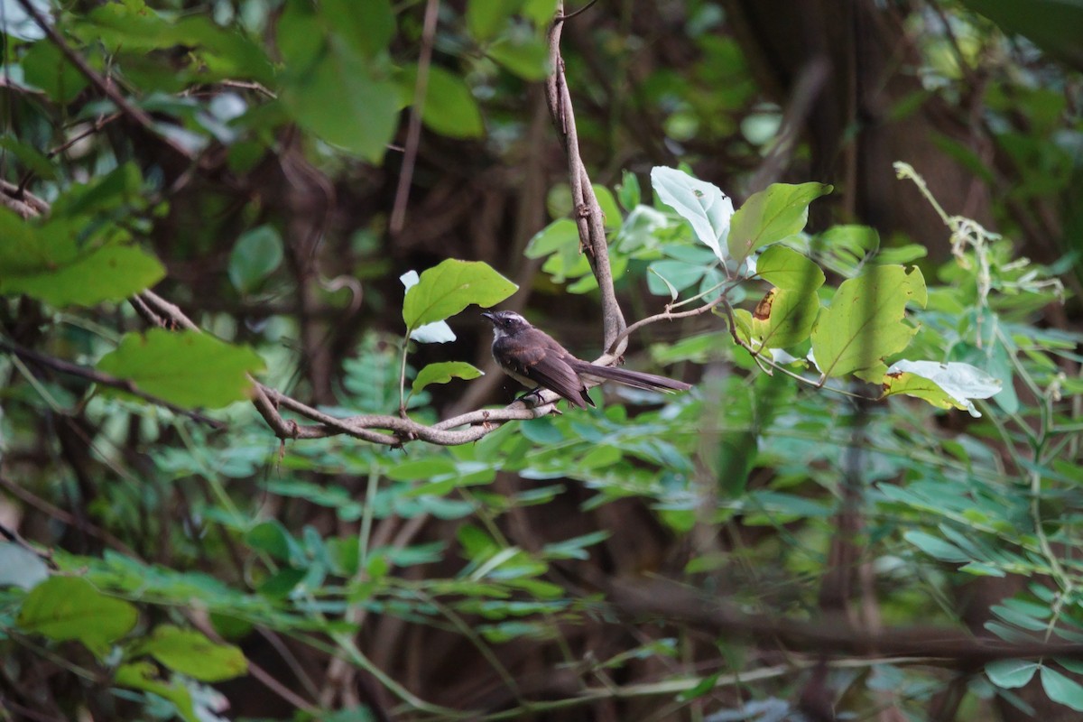 Spot-breasted Fantail - ML623192867