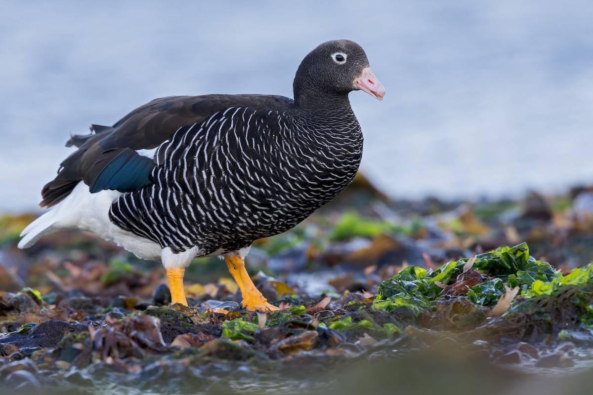 Kelp Goose - ML623192876