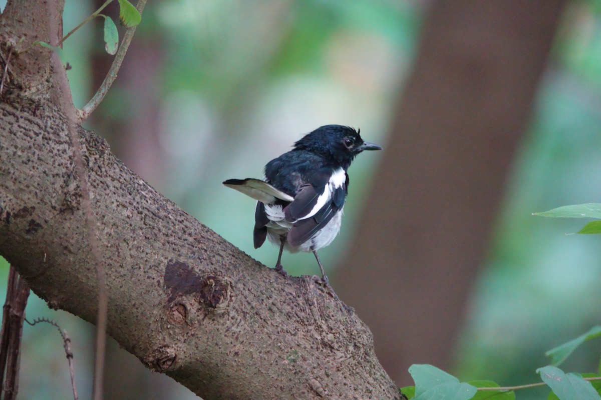 Oriental Magpie-Robin - ML623192893