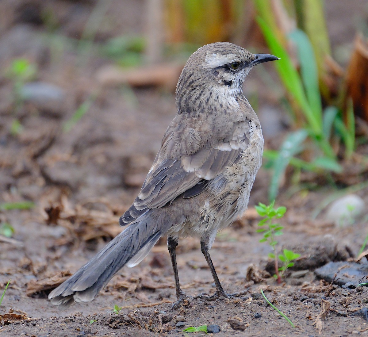 Long-tailed Mockingbird - ML623192909